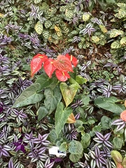 Anthurium andraeanum