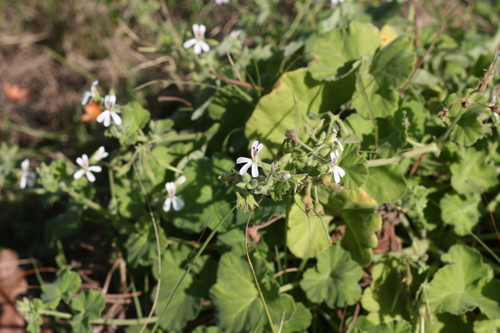 Pelargonium odoratissimum iNat (3)