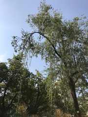 Tracheophyta