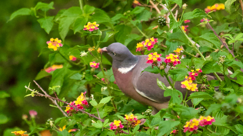 Paloma torcaz (Columba palumbus)