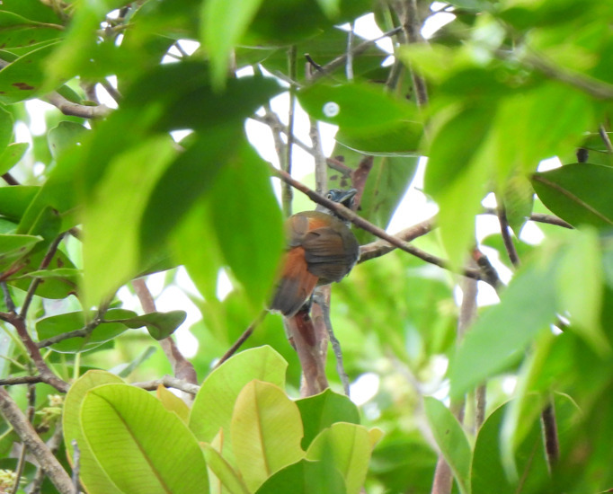 Chestnut-rumped Babbler (Stachyris maculata)