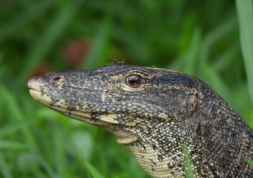 Varanus salvator
