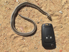 Psammophis crucifer