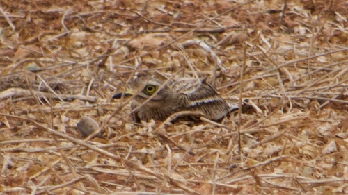 Alcaraván común (Burhinus oedicnemus)