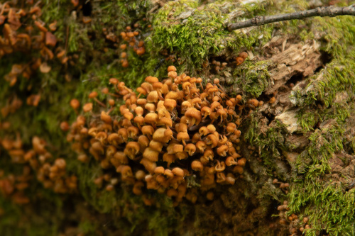 Xeromphalina campanella