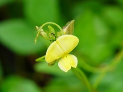 Vigna luteola image