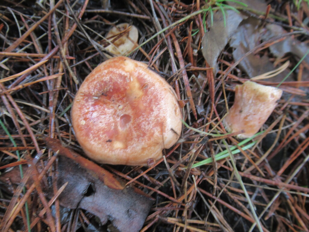 Lactarius deliciosus · August 2025 · photo: © smsergey (iNaturalist, cc-by-nc)