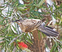 Anthochaera carunculata