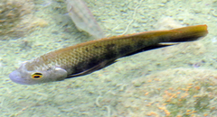 Oreochromis urolepis