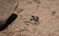 Liphanthus sabulosus