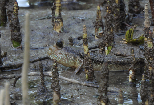 Periophthalmodon schlosseri