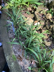 Cymbidium ensifolium