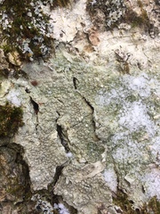Pertusaria rubefacta