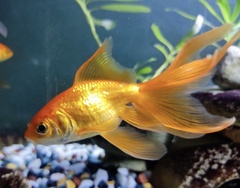 Goldfish photo 3