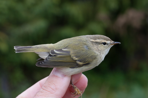 Hume's Leaf Warbler
