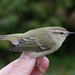 Hume's Warbler - Photo (c) Arnold Wijker, some rights reserved (CC BY-NC), uploaded by Arnold Wijker