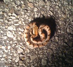 Sistrurus miliarius streckeri