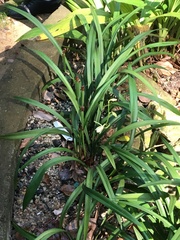 Cymbidium ensifolium