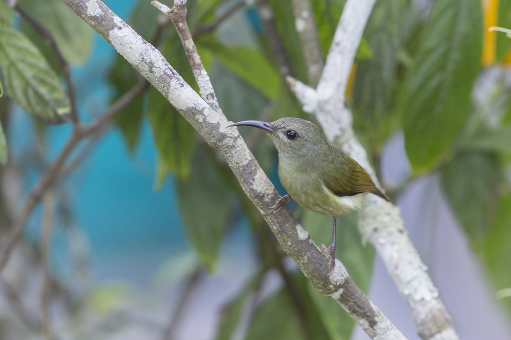 Black-Throated Sunbird