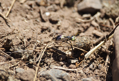 Liphanthus sabulosus