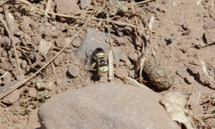 Liphanthus sabulosus