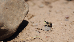 Liphanthus sabulosus