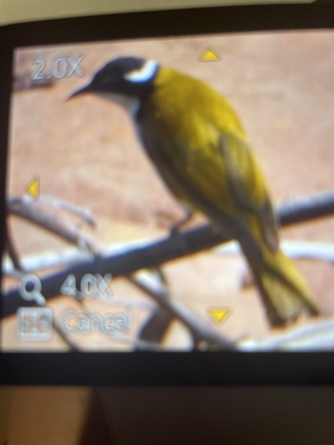 White-throated Honeyeater