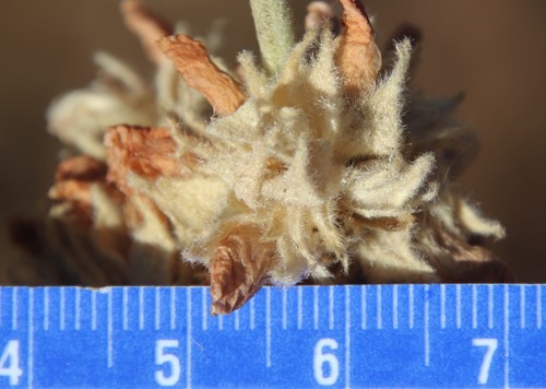 Image of Malacothamnus enigmaticus by (c) Millie Basden, some rights reserved (CC BY)