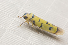 Anatkina annandalei