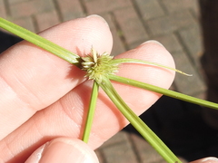 Cyperus hortensis