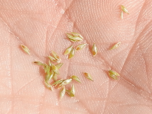 low spikesedge