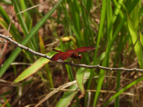 Neurothemis terminata