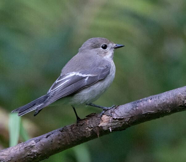 Gobe-mouche noir