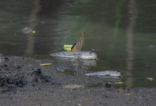 Gold-spotted mudskipper (Periophthalmus chrysospilos) — Gobiidae — 3