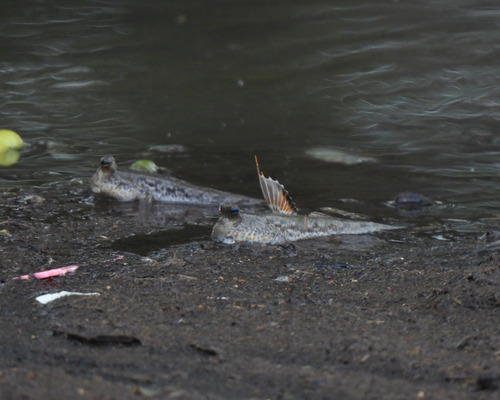 Periophthalmus chrysospilos