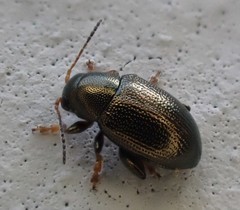 Chaetocnema hortensis