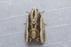 Etanna vittalis