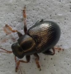 Chaetocnema hortensis