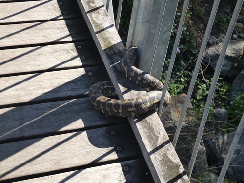 Coastal Carpet Python sighting