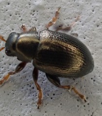 Chaetocnema hortensis
