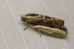 Etanna vittalis
