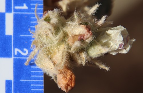 Image of Malacothamnus enigmaticus by (c) Millie Basden, some rights reserved (CC BY)