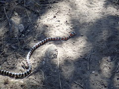 Lampropeltis pyromelana