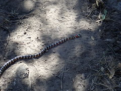 Lampropeltis pyromelana