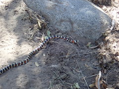 Lampropeltis pyromelana