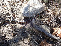 Lampropeltis pyromelana