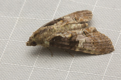 Lophoptera acuda