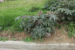 Ricinus communis