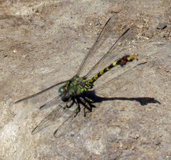 Paragomphus
