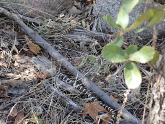 Lampropeltis pyromelana